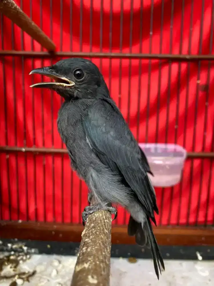 Anakan srigunting abu mataputih