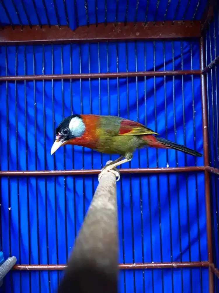 Pancawrna rawatan bunyi