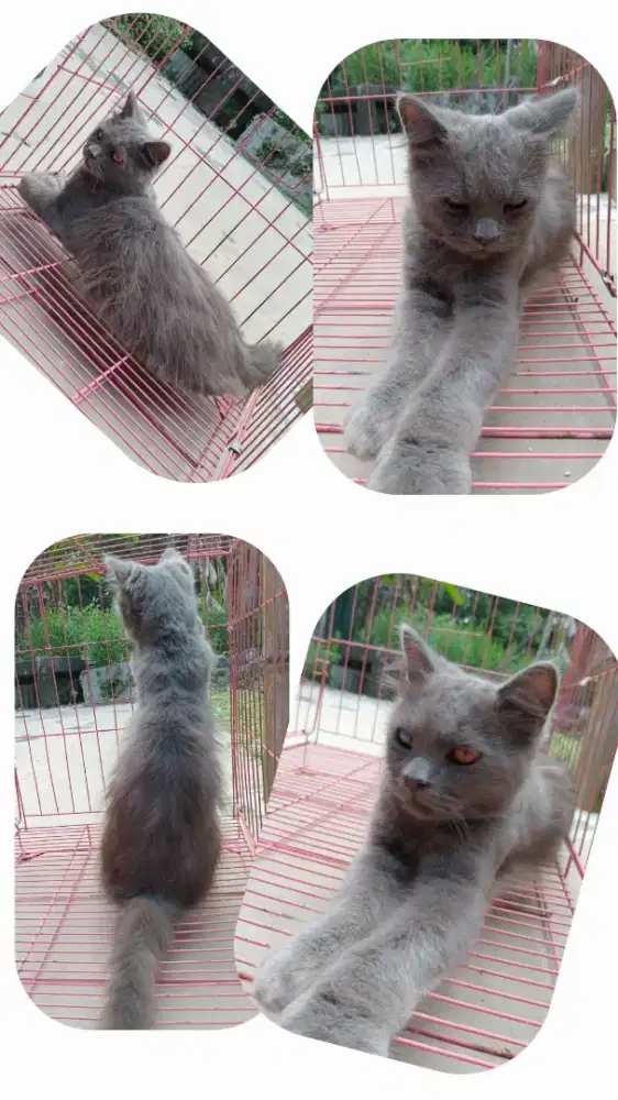 Jantan dewasa bsh mix Persia