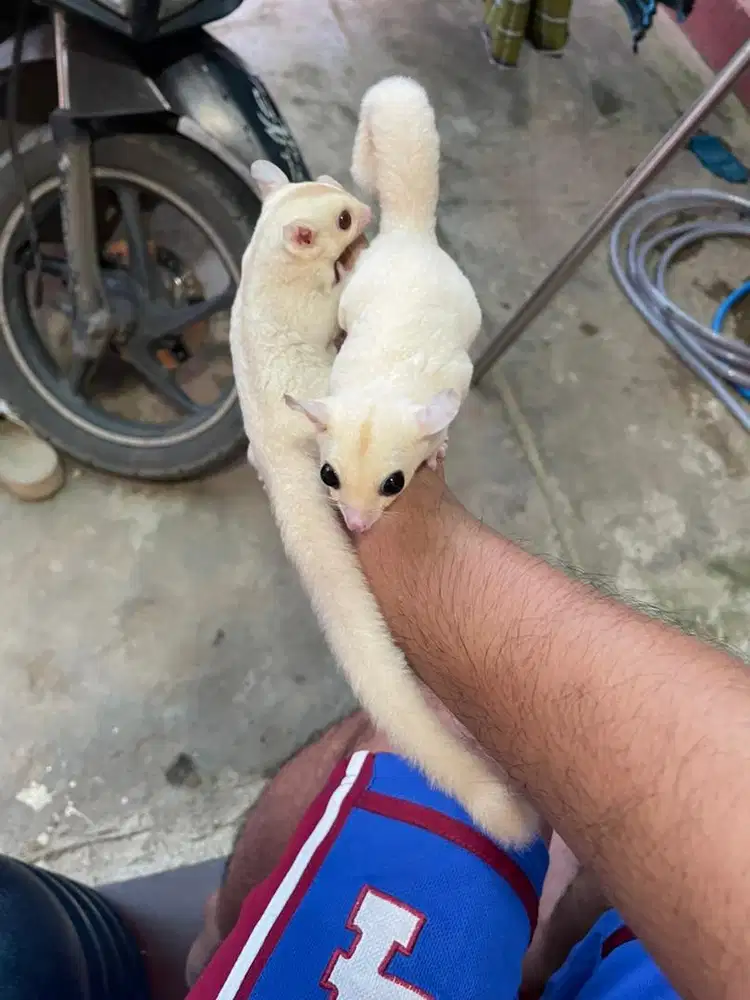 Sugar Glider Creamino , Creamino Mozaik dan Leu