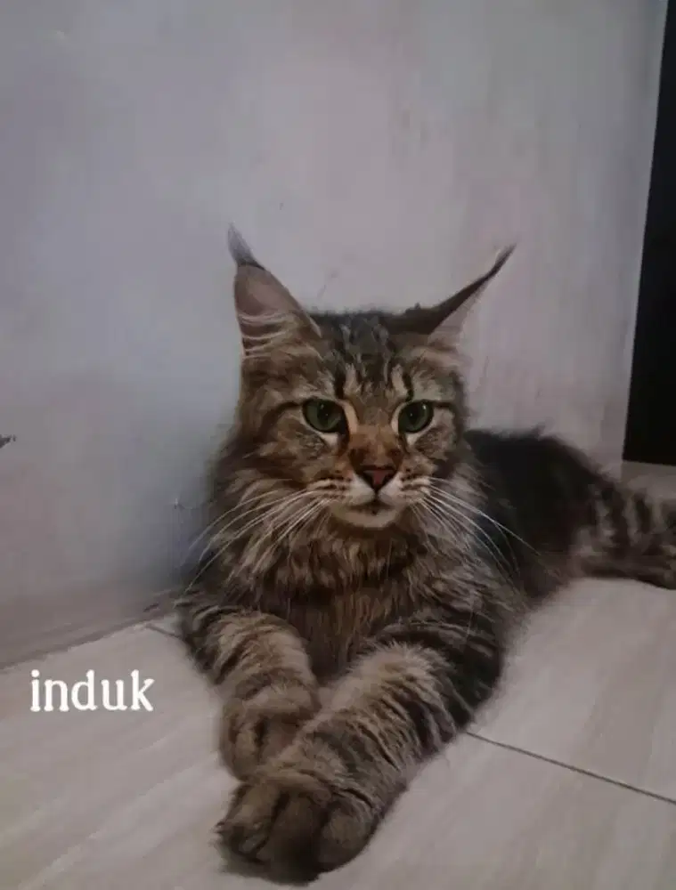 Kucing maine coon