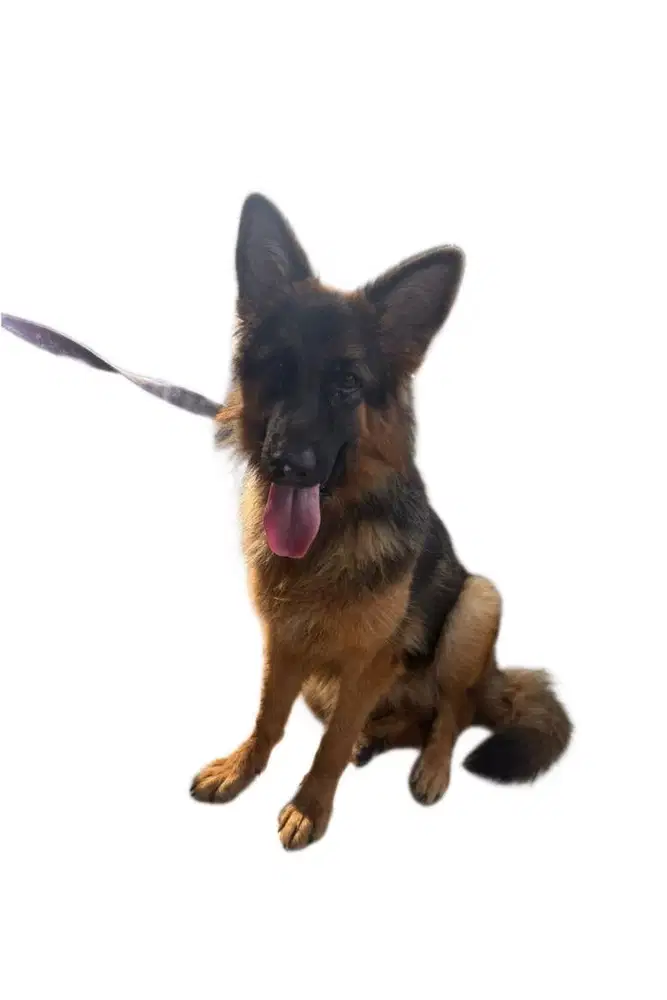 jual anjing german shepherd / HERDER BETINA