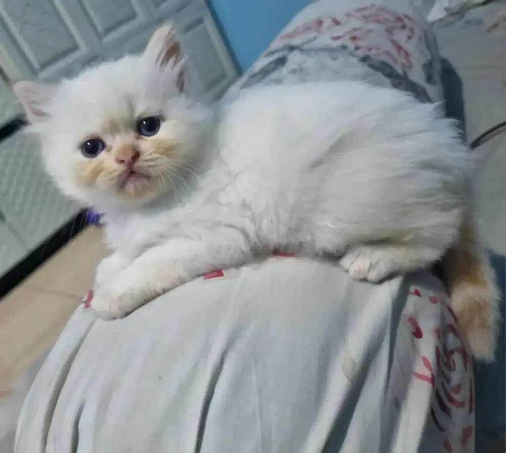Kitten kucing persia himalaya red point