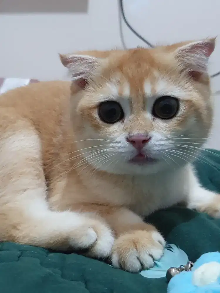 Kitten BSH Golden