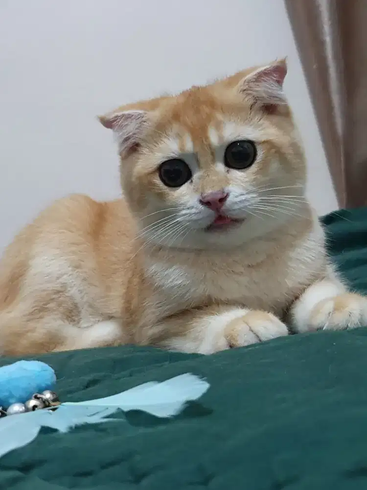 Kitten BSH Golden
