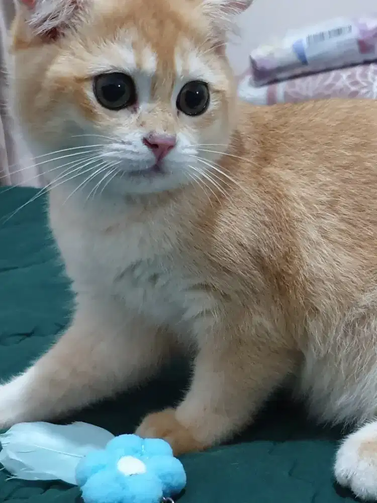 Kitten BSH Golden