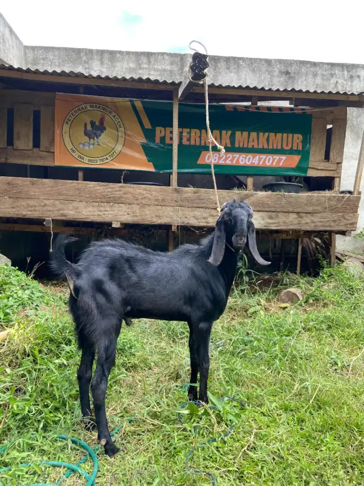 Kambing qurban Banda aceh