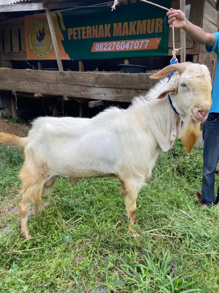 Siap antar ketempat kambing qurban