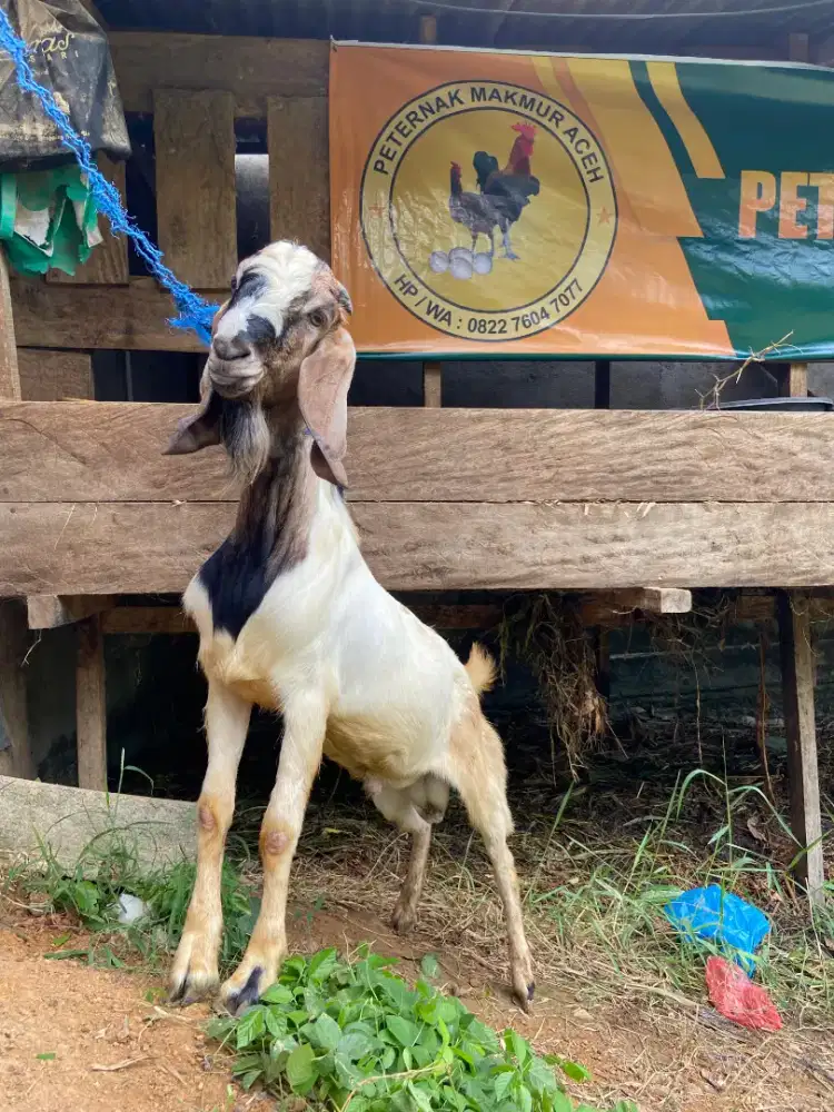 Siap antar ketempat kambing qurban