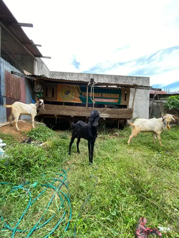 Siap antar ketempat kambing qurban
