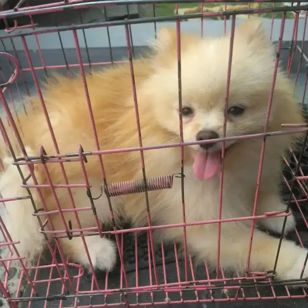 Grooming kucing panggilan