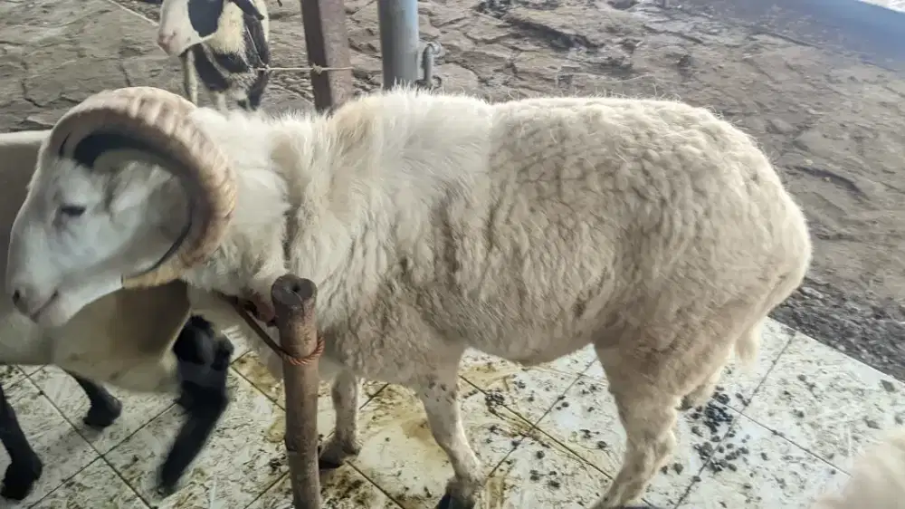 Hewan Kambing berkualitas