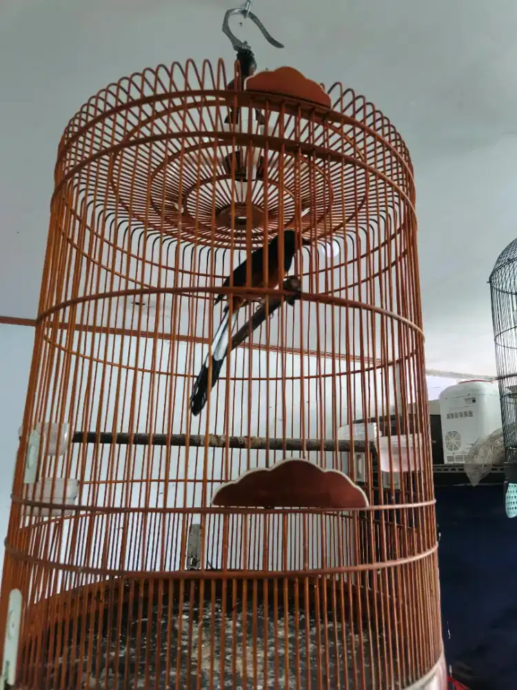 Burung murai batu jantan