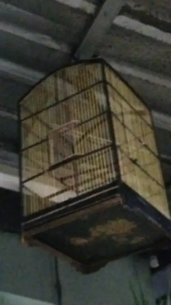 Kandang burung Kacer masih layak