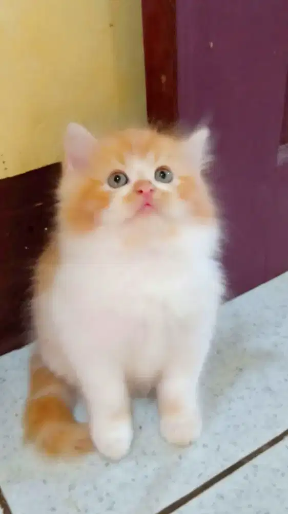 Kitten Persia Flatnose