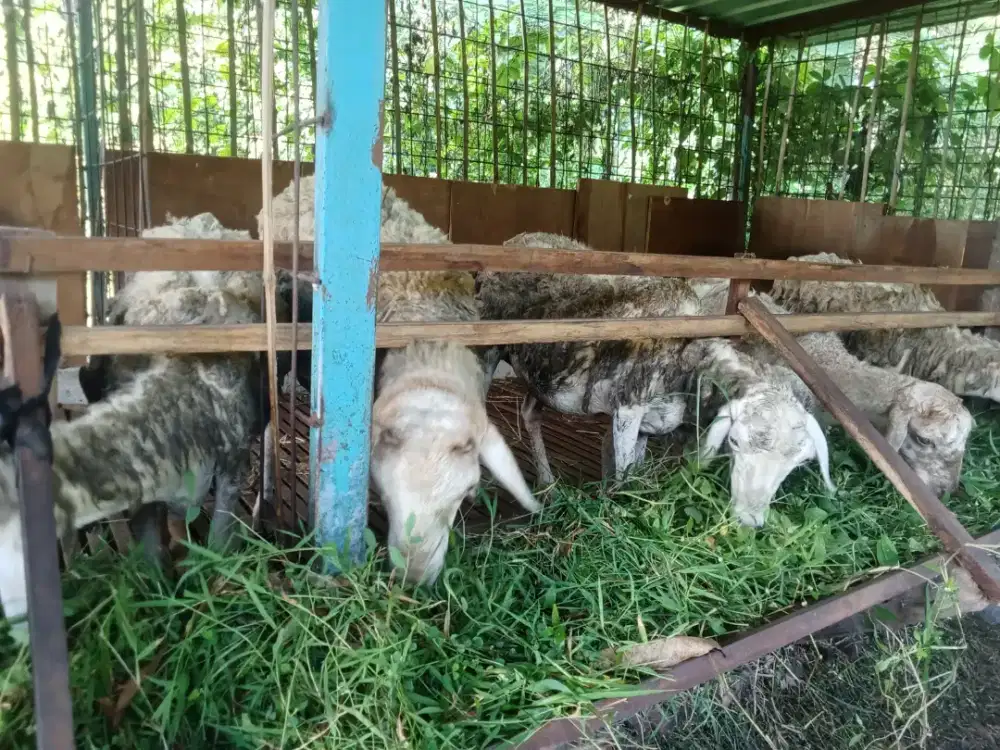 Monggo yg mau cari hewan buat hari raya kurban domba taxel ginuk ginuk