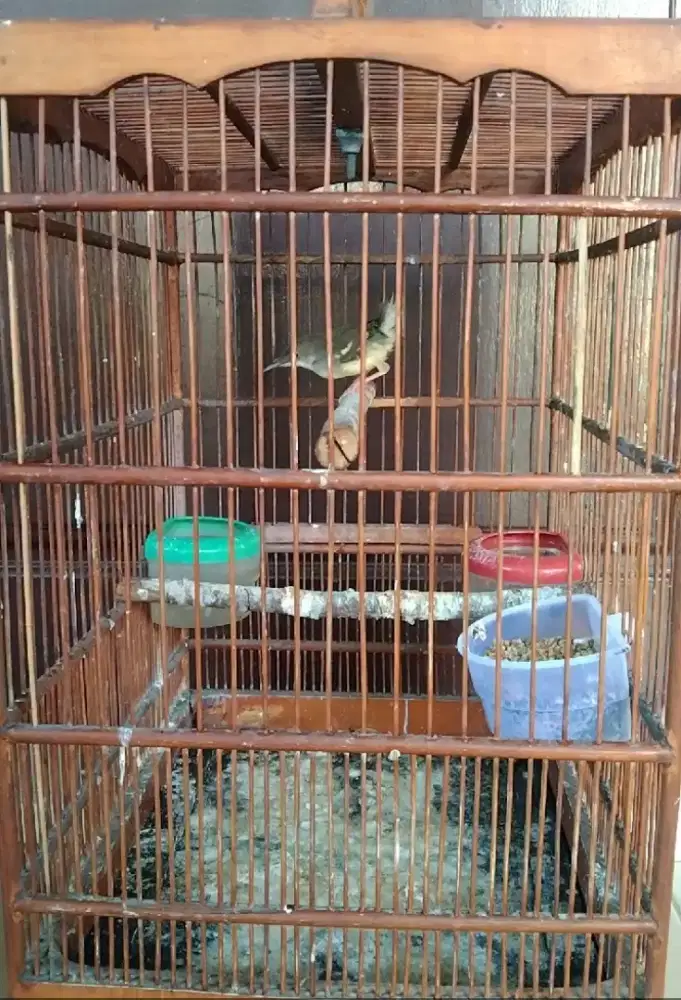Berniaga Prenjak putih