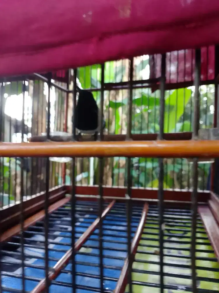 Kacer Rajin Jinak