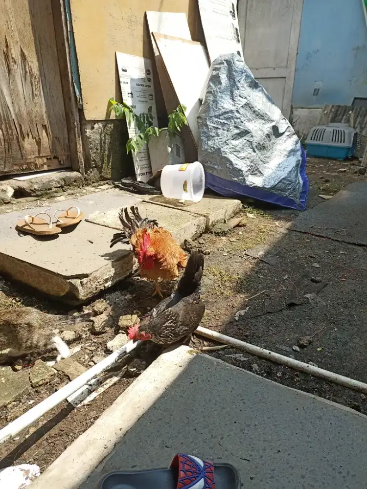 Ayam Kate Walik Jantan