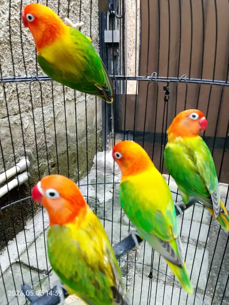 Burung Lovebird
