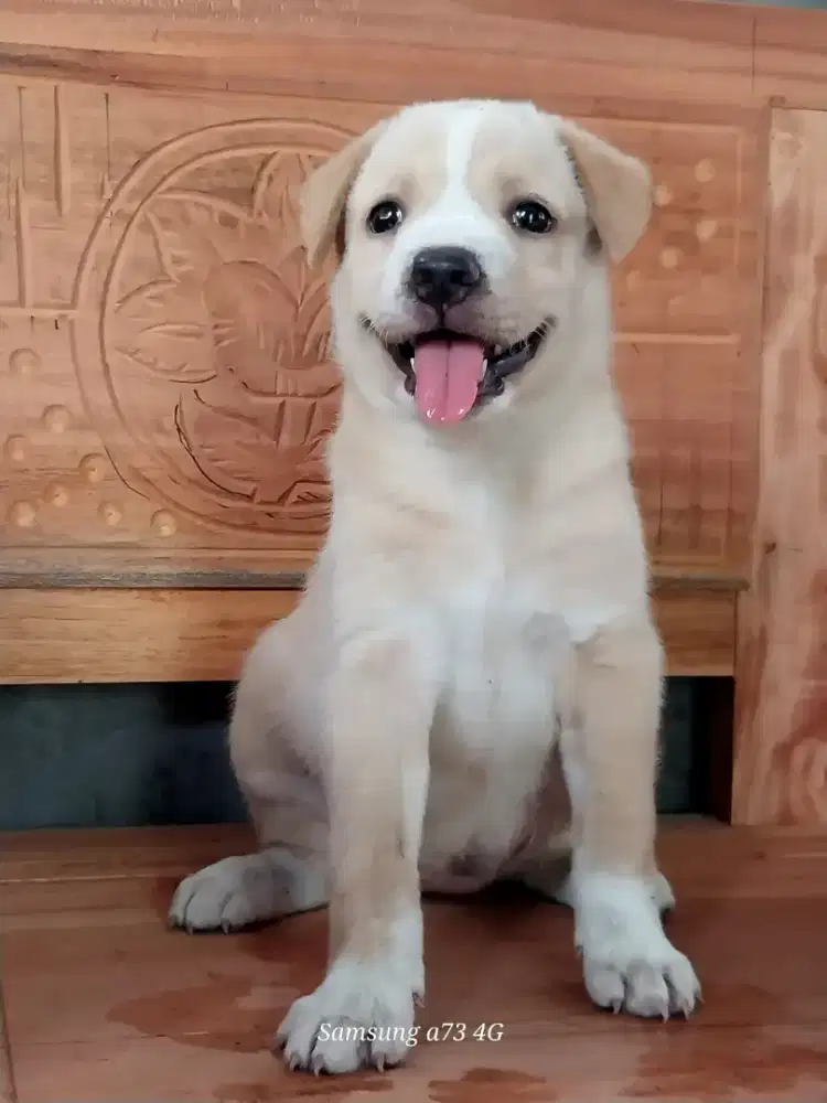 Anakan anjing ras mix
