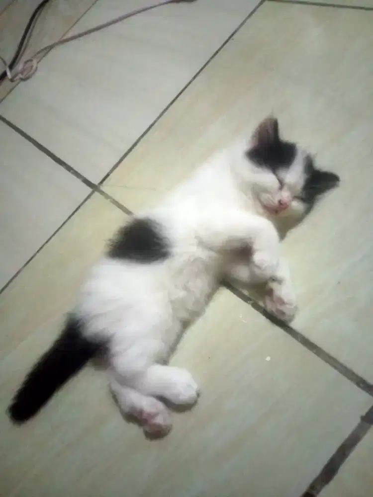 LA kitten Persia  usia 2 bulan jK betina