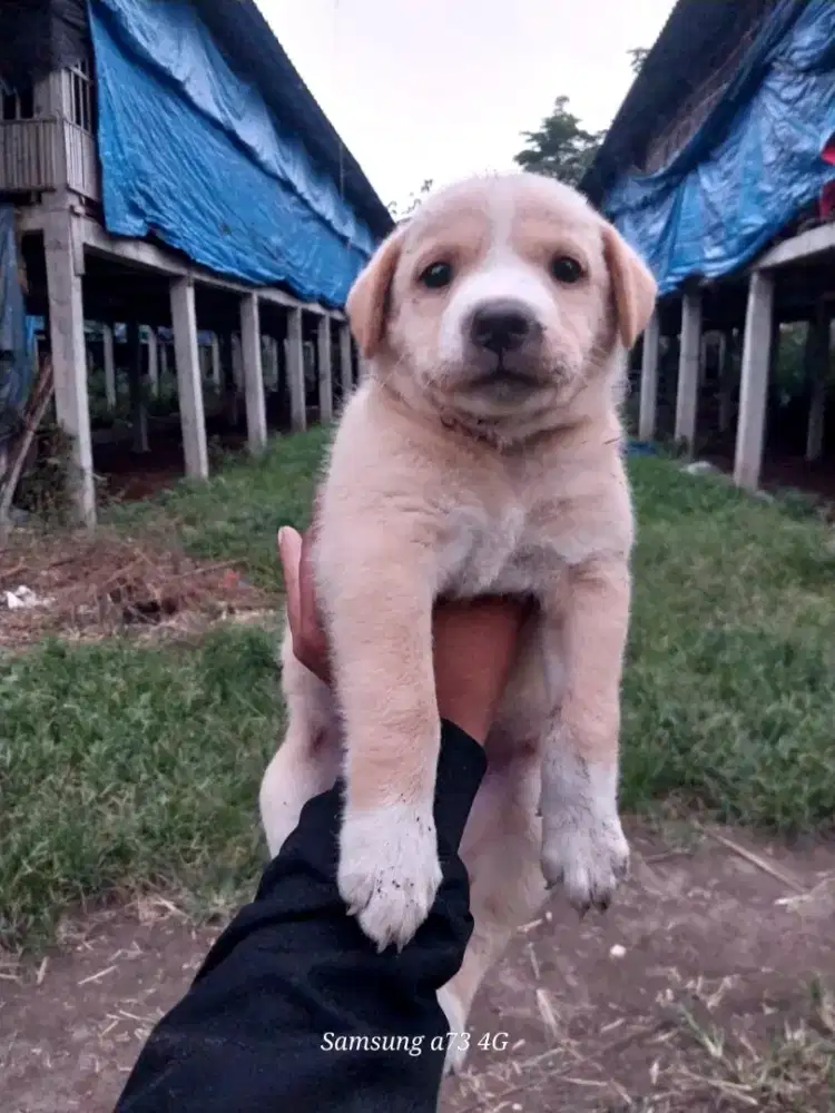 Anakan anjing ras mix