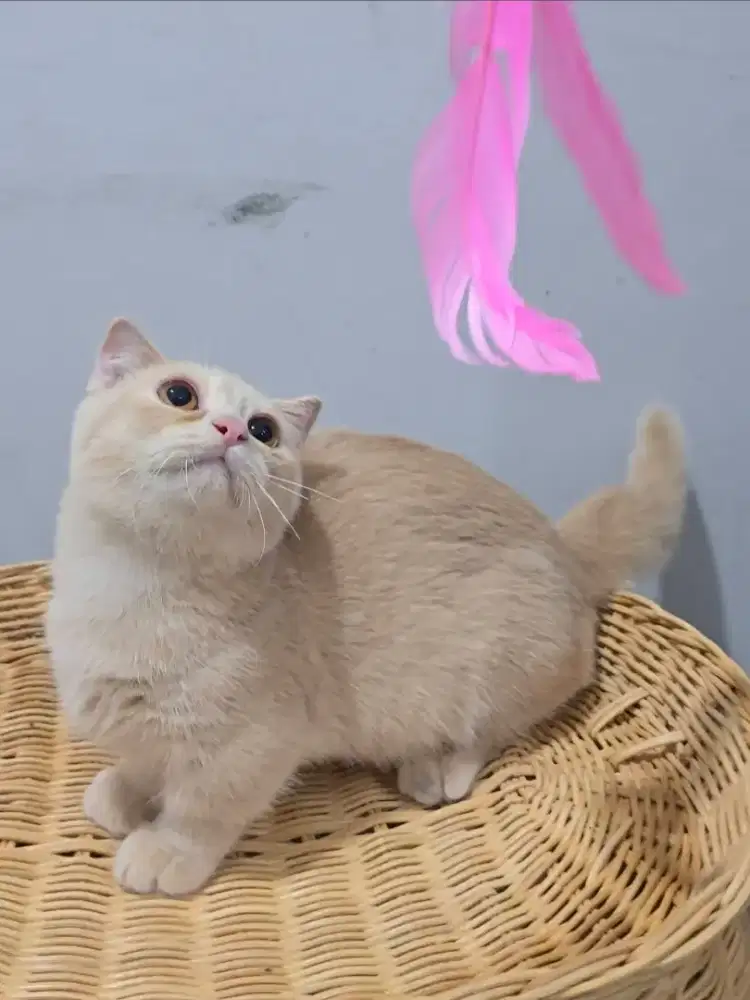 Dijual kucing british short hair bicolor