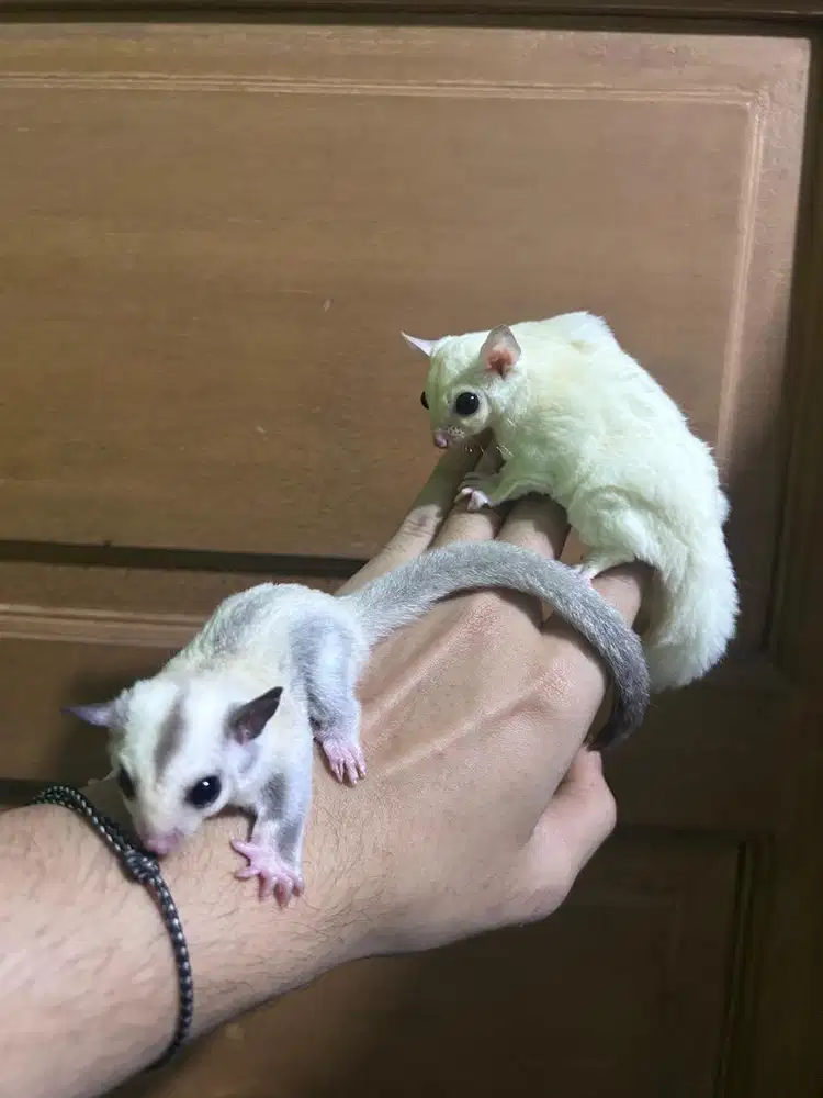 Joey sugar glider