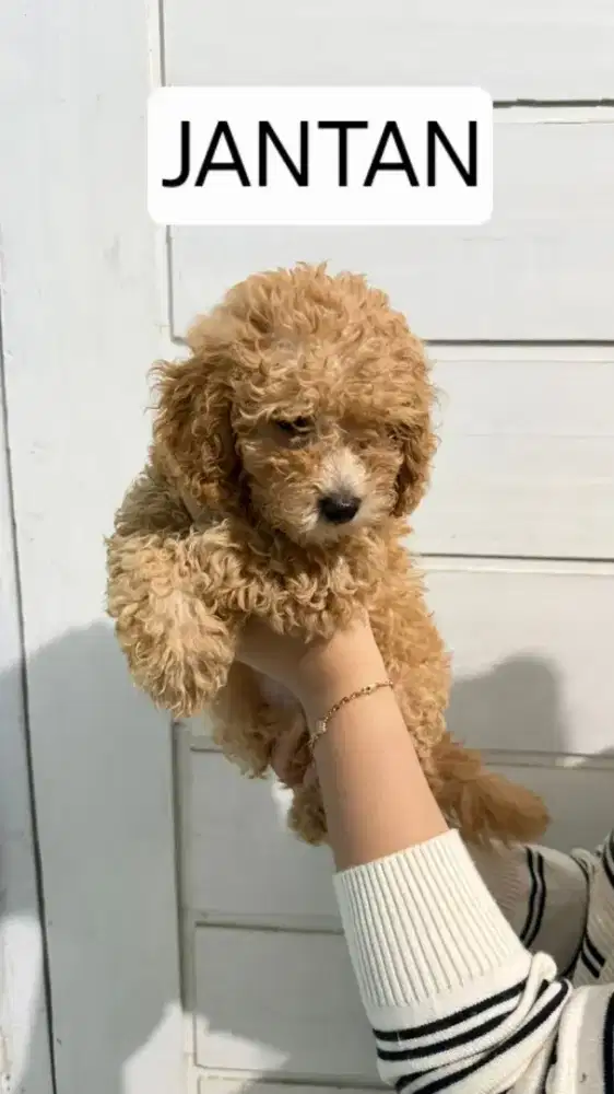 Open Adopt Poodle