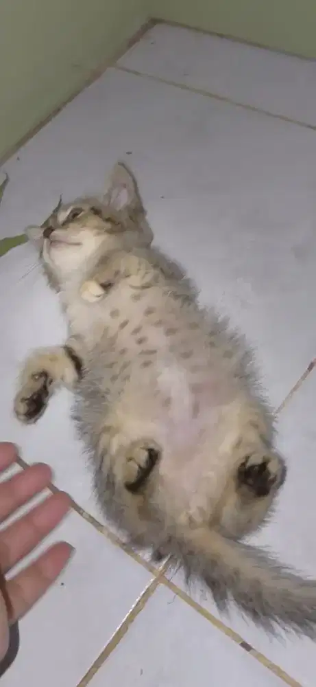 Kitten mixdome persia