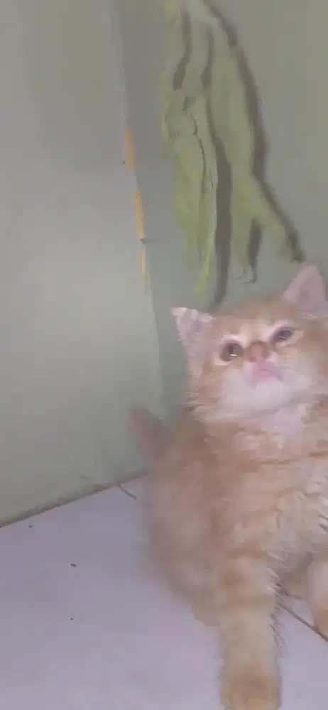 Kitten persia warna orangw