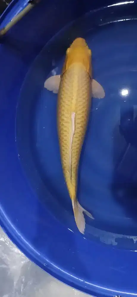 Ikan koi size 25 - 75 cm