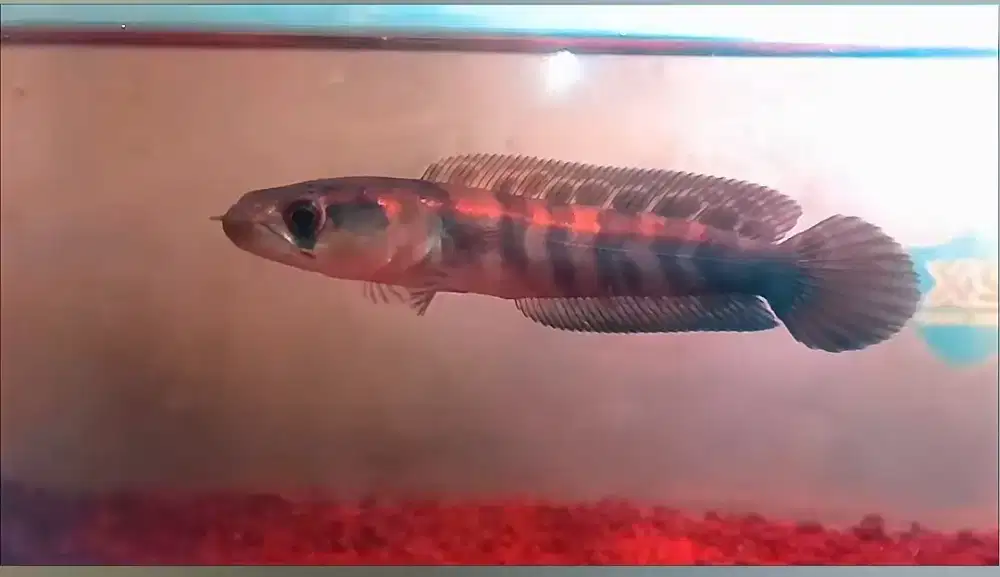 Channa red barito