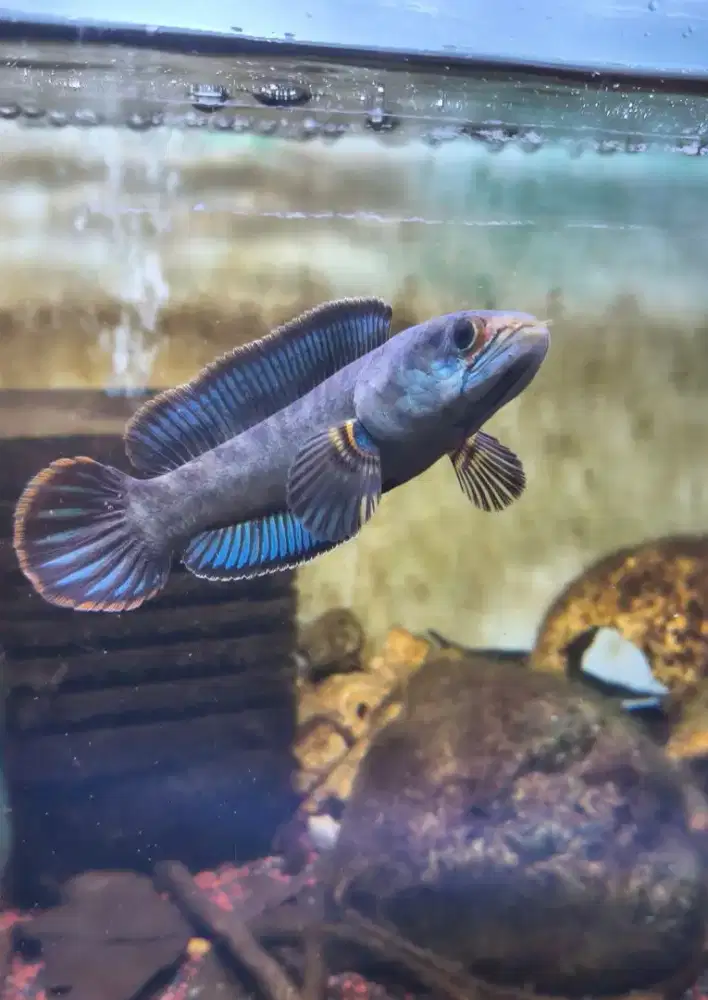 Channa bluebengal