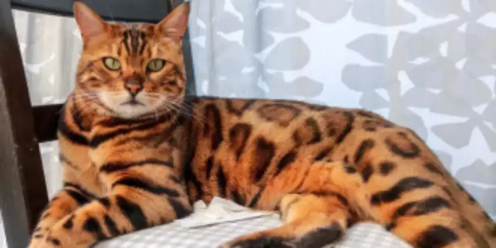Kucing jantan peliharaan usia 1 tahun