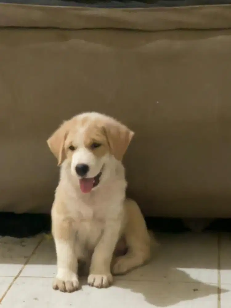 Dijual anak lanjing lucu