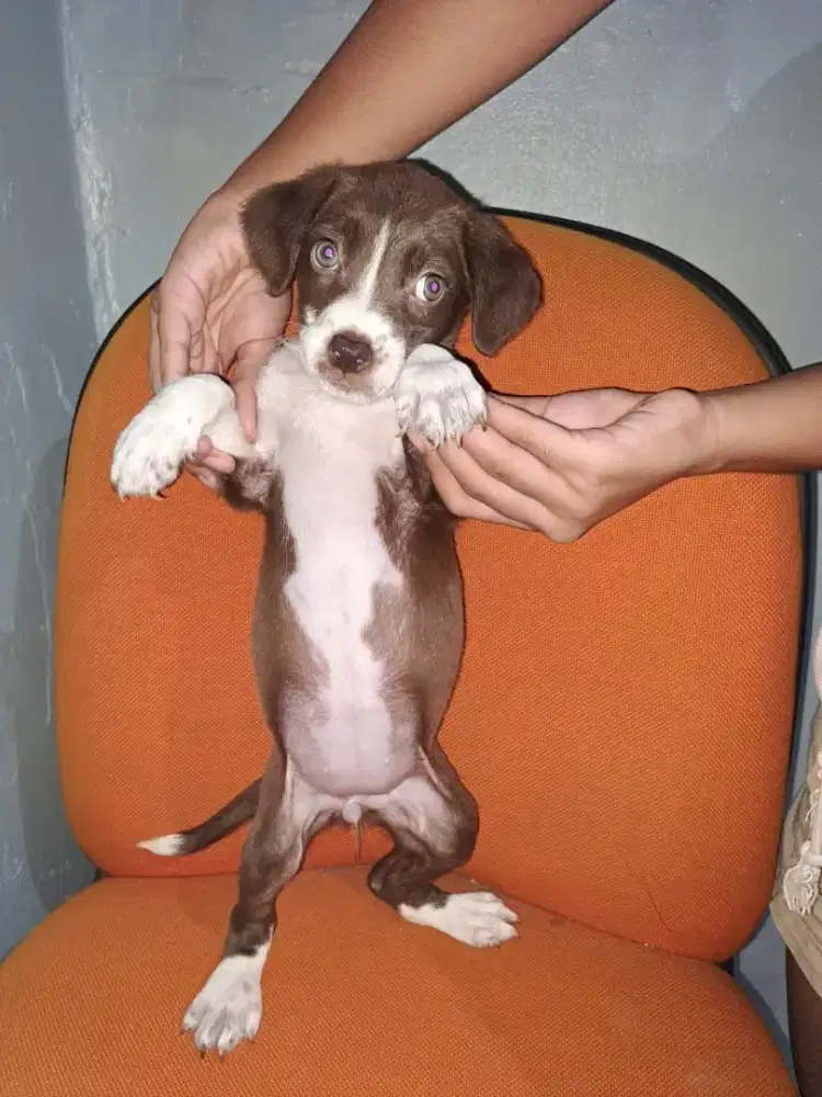 Induk Pittbul pure,Pejantan Pittbul mix Beagle