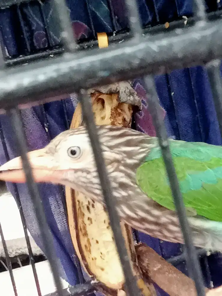 burung bultokkkk gede
