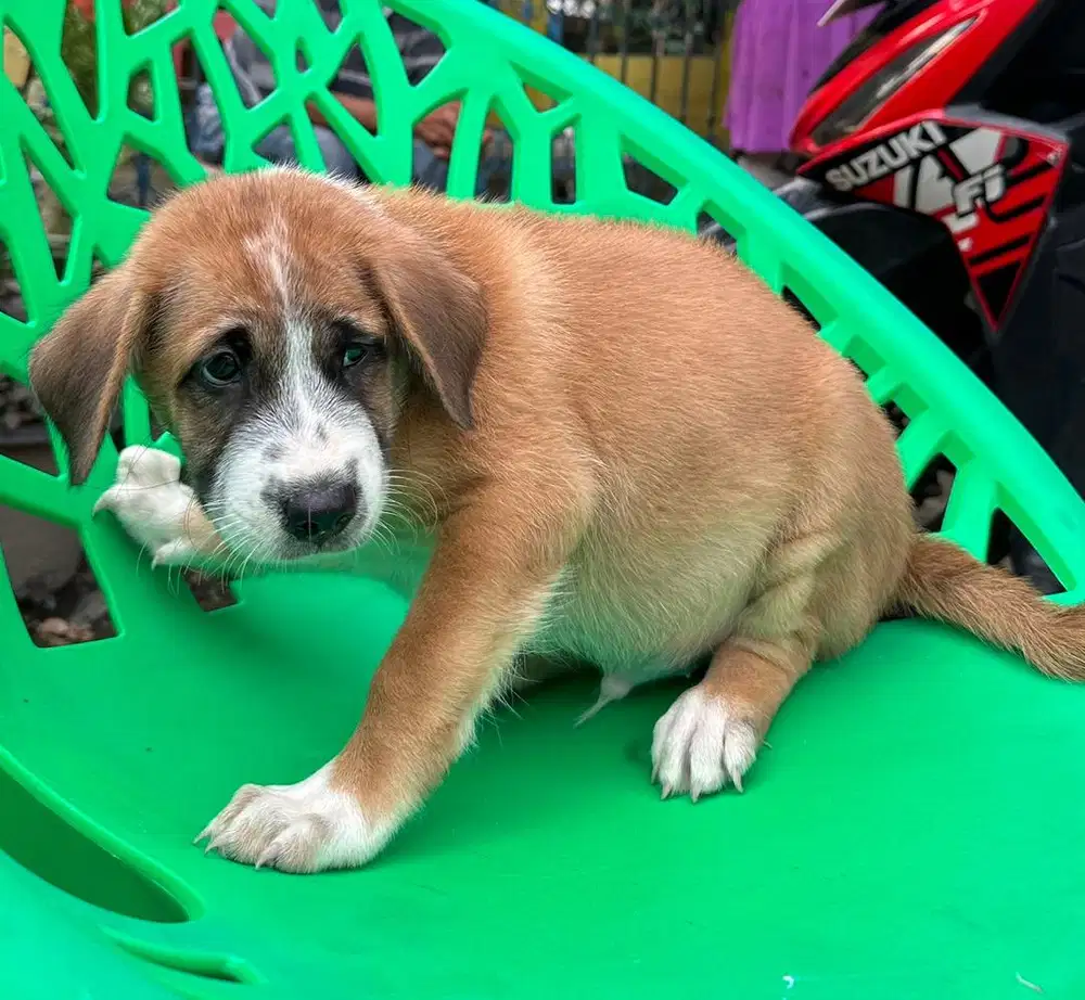 Dijual anak anjing