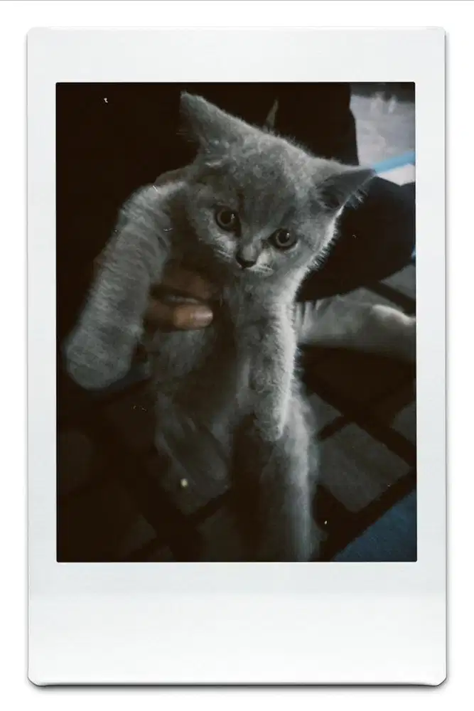 Kucing BSH imut
