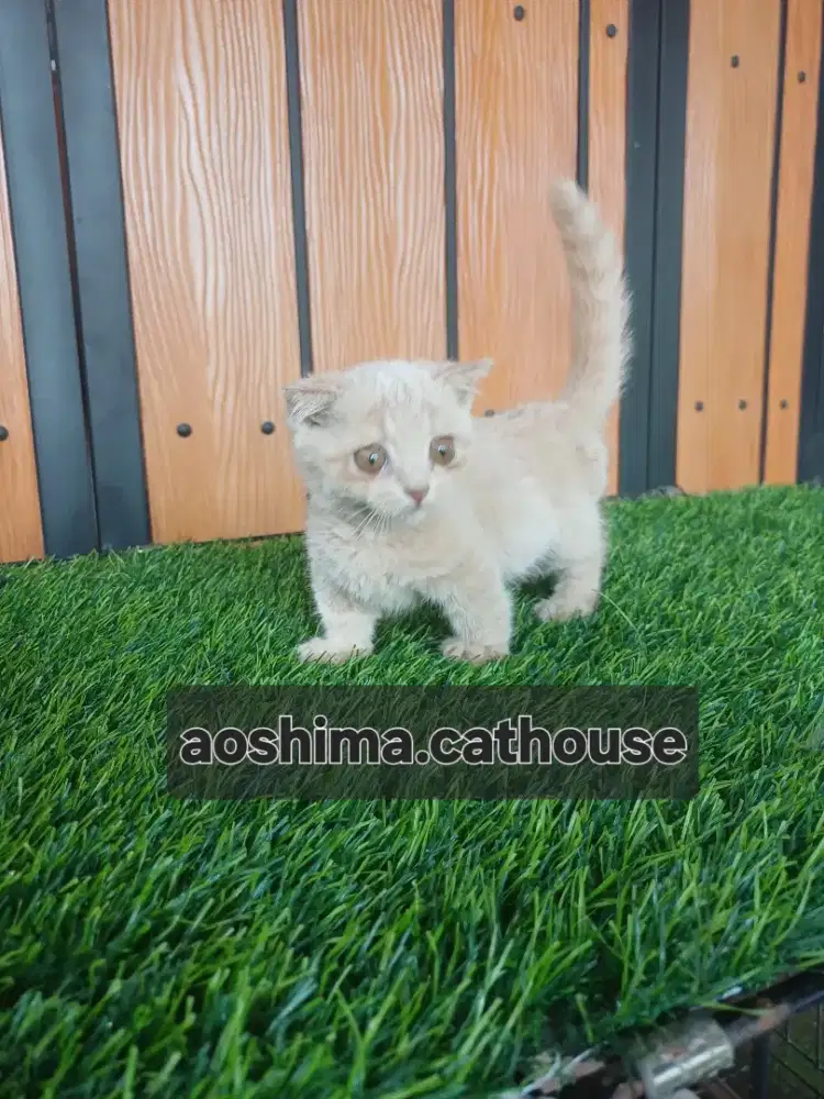 Munchkin gaelic/bsh/scotish cream