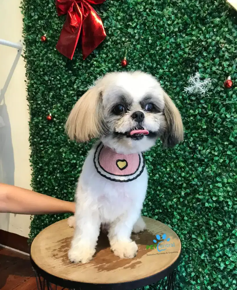 GROOMER & STYLISH