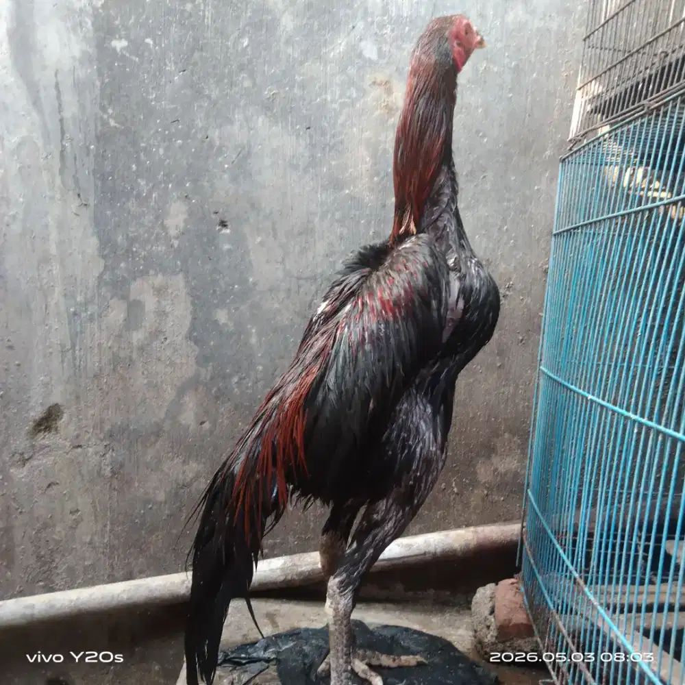 Ayam bangkok muda