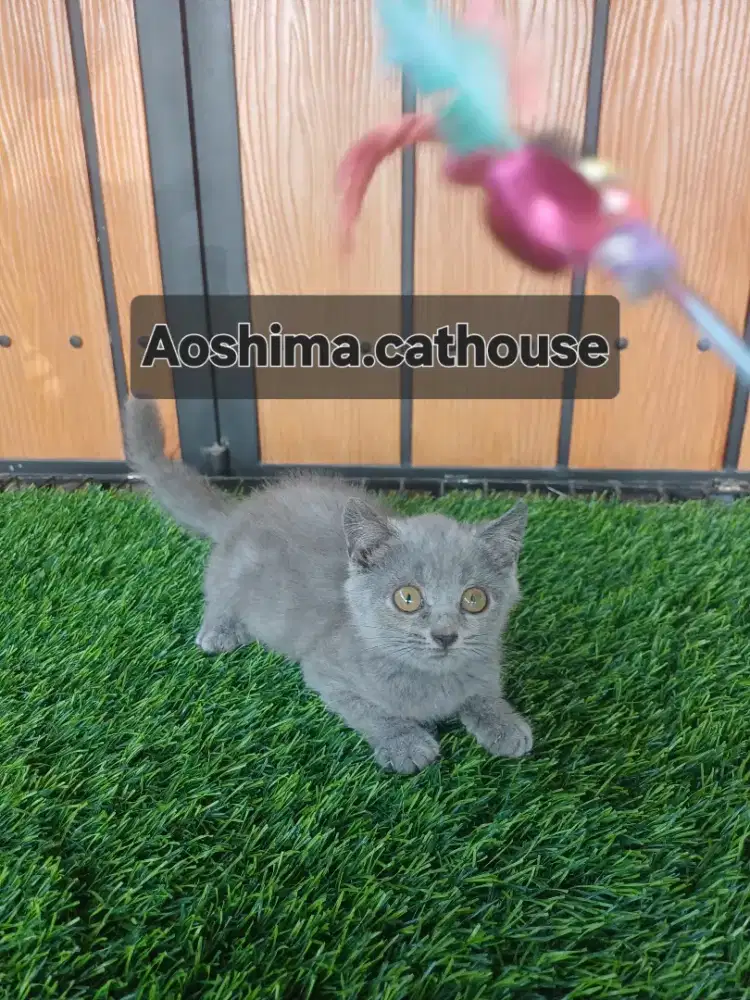 Kitten British shorhair blue