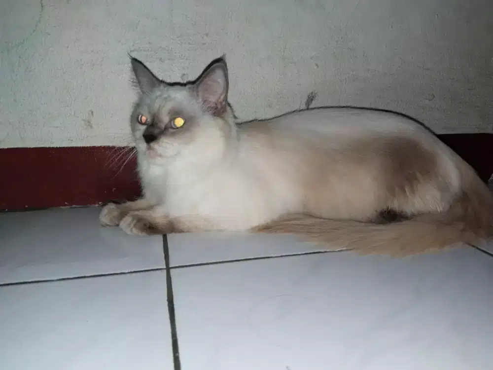 Kucing himalaya siam