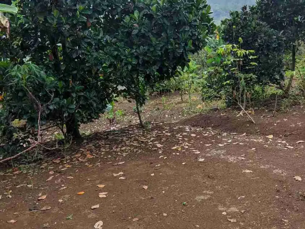 LAHAN TANAH KOSONG BONUS RUMAH SIAP HUNI