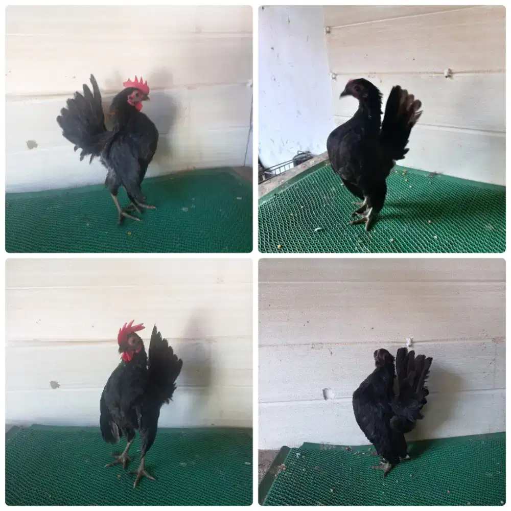 Sepasang ayam serama