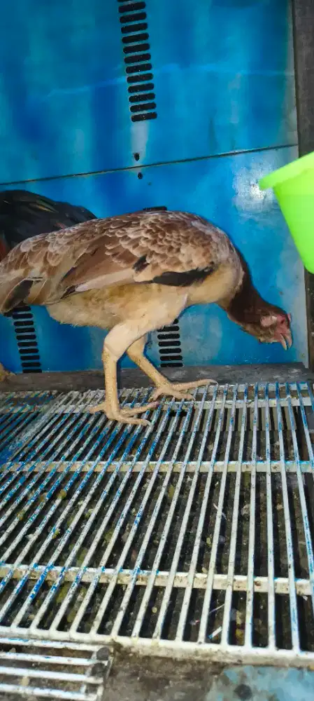 Ayam kampung indukan
