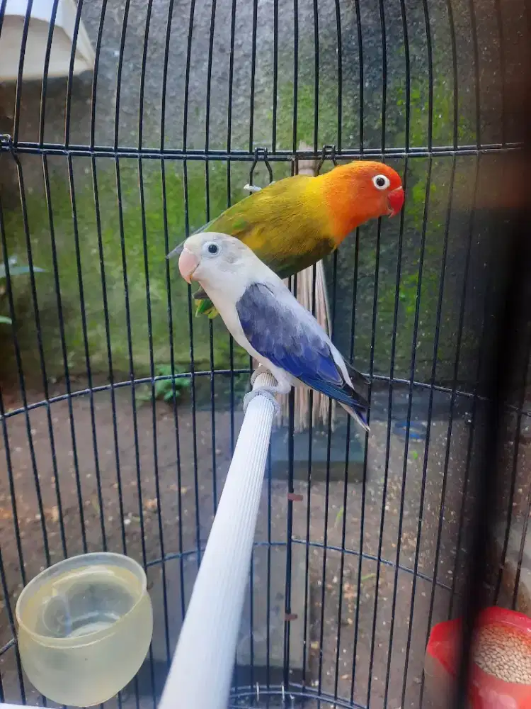 Lovebird Pasangan Induk Resmi